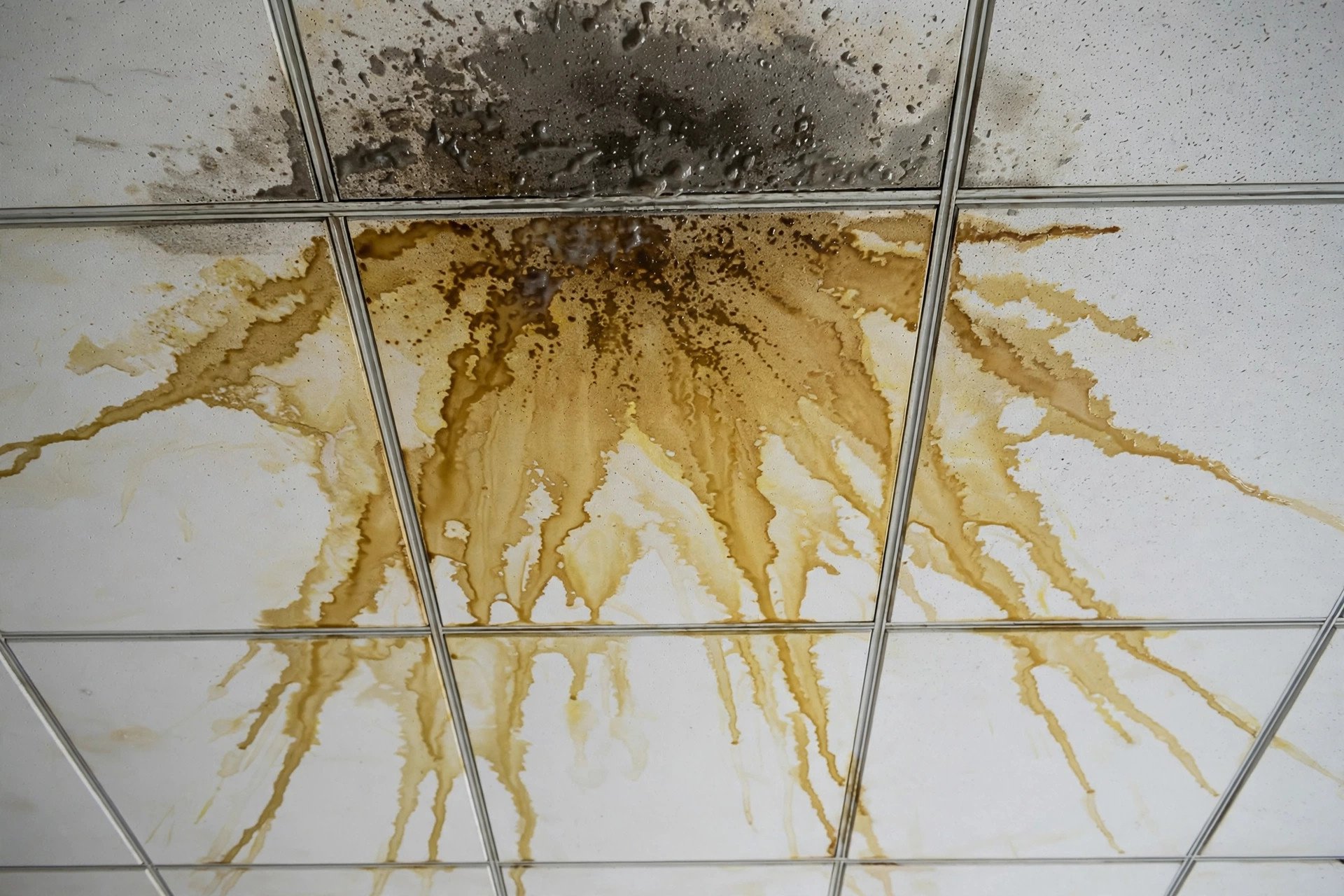 Brown water stain spreading across a false ceiling indicating a leak above